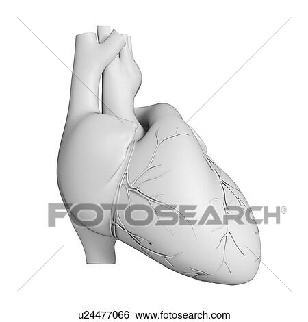 Stock Illustration - Human heart, illustration. Fotosearch
