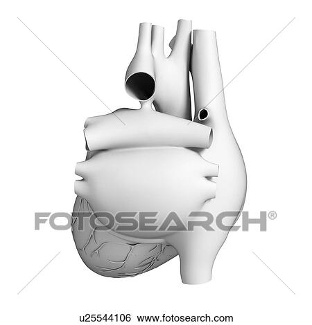 Stock Illustration - Human heart, illustration. Fotosearch