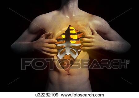 Stock Illustration - Human internal structure, artwork. Fotosearch