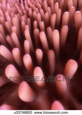 Human intestinal lining, illustration View Large Illustration Clipart - Human intestinal lining, illustration. Fotosearch