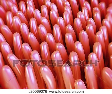 Stock Illustration - Human intestinal lining, illustration. Fotosearch