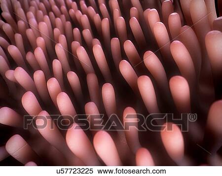 Stock Illustration - Human intestinal lining, illustration. Fotosearch