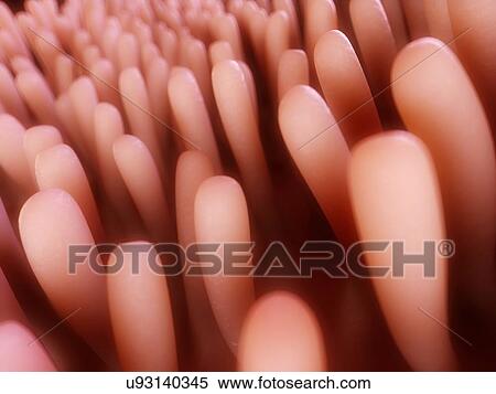 Human intestinal lining, illustration View Large Illustration Stock Illustration - Human intestinal lining, illustration. Fotosearch