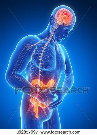 Human intestinal pain, illustration View Large Illustration Stock Illustration - Human intestinal pain, illustration. Fotosearch