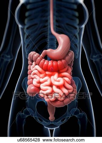 Stock Illustration - Human intestine pain, illustration. Fotosearch