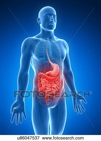 Human intestine pain, illustration View Large Illustration Stock Illustration - Human intestine pain, illustration. Fotosearch