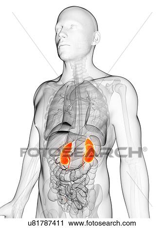 Clip Art - Human kidneys, illustration. Fotosearch