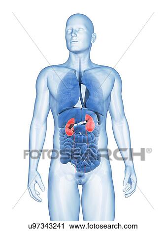 Human kidneys, illustration View Large Illustration Clip Art - Human kidneys, illustration. Fotosearch
