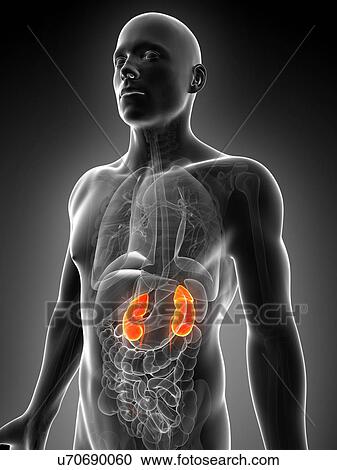 Human kidneys, illustration View Large Illustration Clipart - Human kidneys, illustration. Fotosearch