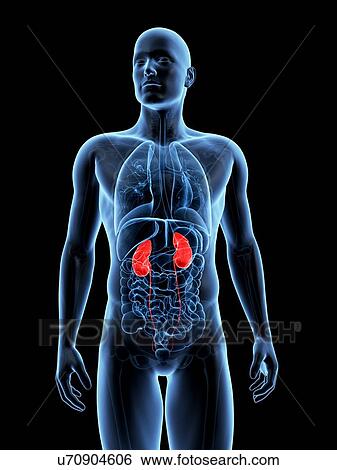 Human kidneys, illustration View Large Illustration Stock Illustration - Human kidneys, illustration. Fotosearch