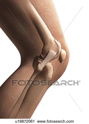 Human knee anatomy, illustration View Large Illustration Clip Art - Human knee anatomy, illustration. Fotosearch