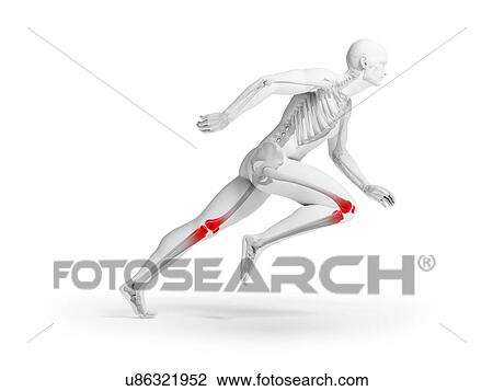 Human knee anatomy, illustration View Large Illustration Drawing - Human knee anatomy, illustration. Fotosearch