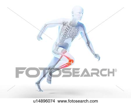 Human knee anatomy, illustration View Large Illustration Stock Illustration - Human knee anatomy, illustration. Fotosearch