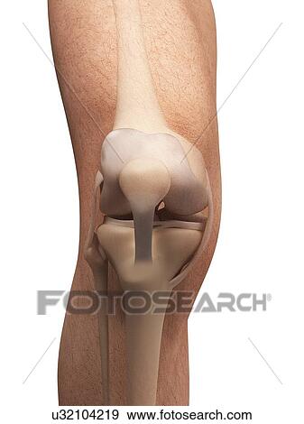 Stock Illustration - Human knee anatomy, illustration. Fotosearch