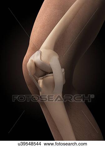 Stock Illustration - Human knee anatomy, illustration. Fotosearch