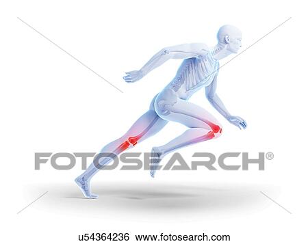 Stock Illustration - Human knee anatomy, illustration. Fotosearch