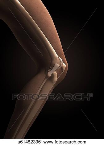 Human knee anatomy, illustration View Large Illustration Stock Illustration - Human knee anatomy, illustration. Fotosearch