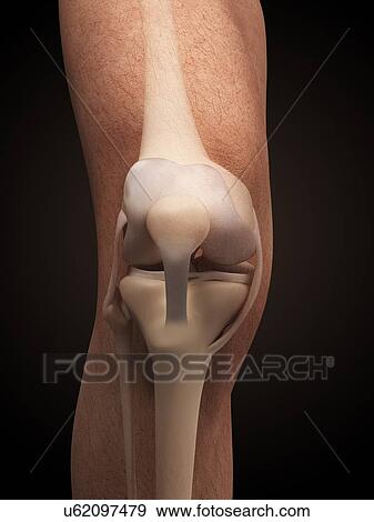 Human knee anatomy, illustration View Large Illustration Stock Illustration - Human knee anatomy, illustration. Fotosearch
