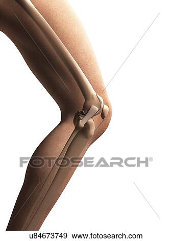Human knee anatomy, illustration View Large Illustration Stock Illustration - Human knee anatomy, illustration. Fotosearch