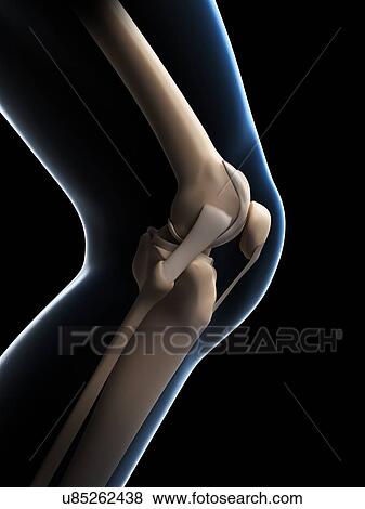 Stock Illustration - Human knee anatomy, illustration. Fotosearch