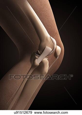 Stock Illustration - Human knee anatomy, illustration. Fotosearch