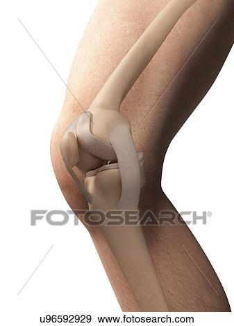 Human knee anatomy, illustration View Large Illustration Stock Illustration - Human knee anatomy, illustration. Fotosearch