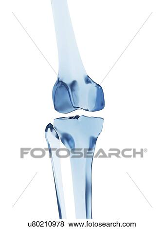 Human knee bones, illustration View Large Illustration Stock Illustration - Human knee bones, illustration. Fotosearch