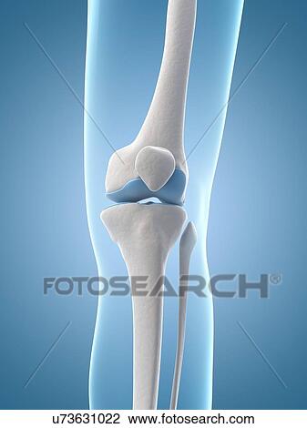 Human knee joint, illustration View Large Illustration Drawing - Human knee joint, illustration. Fotosearch