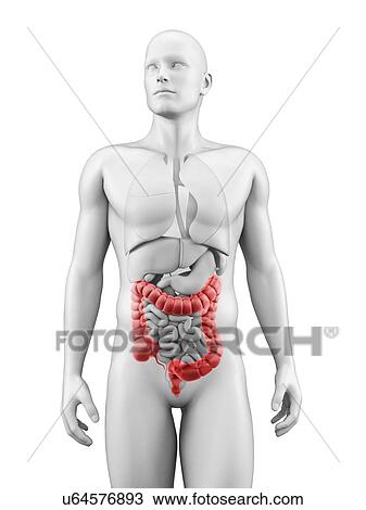 Human large intestine, illustration View Large Illustration Drawing - Human large intestine, illustration. Fotosearch