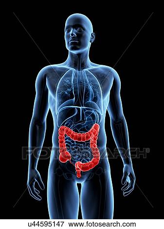 Stock Illustration - Human large intestine, illustration. Fotosearch
