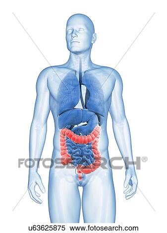 Human large intestine, illustration View Large Illustration Stock Illustration - Human large intestine, illustration. Fotosearch