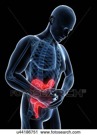 Human large intestine pain, illustration View Large Illustration Clip Art - Human large intestine pain, illustration. Fotosearch