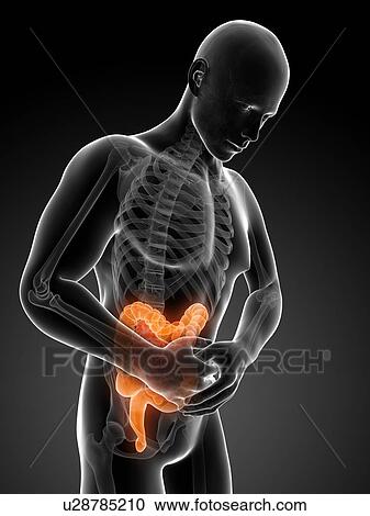 Human large intestine pain, illustration View Large Illustration Clipart - Human large intestine pain, illustration. Fotosearch