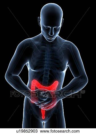 Drawing - Human large intestine pain, illustration. Fotosearch