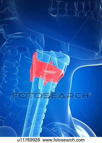 Human larynx anatomy, illustration View Large Illustration Stock Illustration - Human larynx anatomy, illustration. Fotosearch