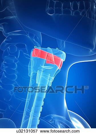 Human larynx anatomy, illustration View Large Illustration Stock Illustration - Human larynx anatomy, illustration. Fotosearch