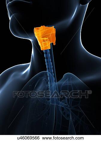 Stock Illustration - Human larynx anatomy, illustration. Fotosearch