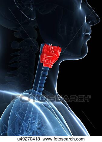 Stock Illustration - Human larynx anatomy, illustration. Fotosearch