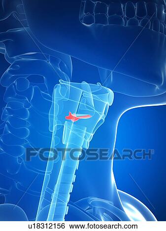 Stock Illustration - Human larynx, illustration. Fotosearch
