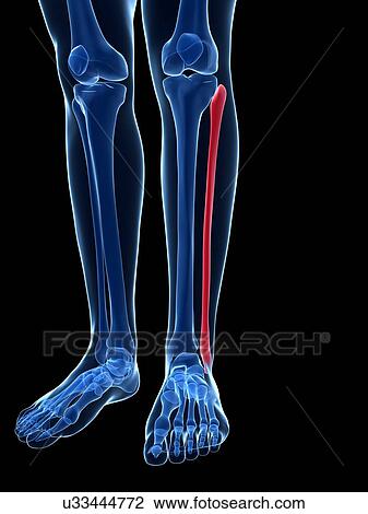 Human leg bone, illustration View Large Illustration Drawing - Human leg bone, illustration. Fotosearch