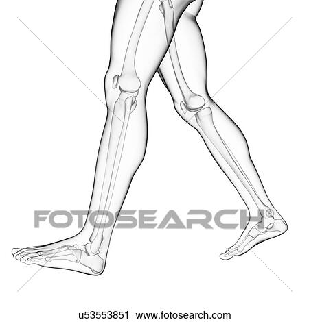Clip Art - Human leg bones, illustration. Fotosearch