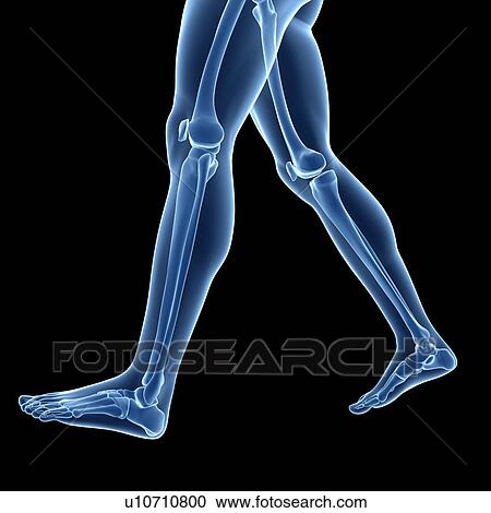 Clipart - Human leg bones, illustration. Fotosearch
