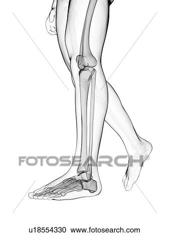 Human leg bones, illustration View Large Illustration Clipart - Human leg bones, illustration. Fotosearch