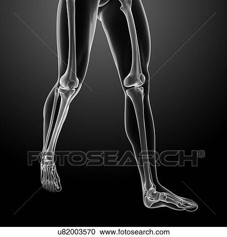 Clipart - Human leg bones, illustration. Fotosearch