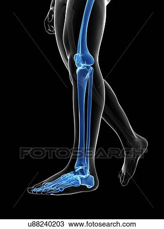 Drawing - Human leg bones, illustration. Fotosearch