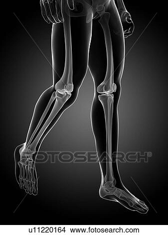 Human leg bones, illustration View Large Illustration Stock Illustration - Human leg bones, illustration. Fotosearch
