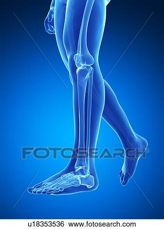 Stock Illustration - Human leg bones, illustration. Fotosearch