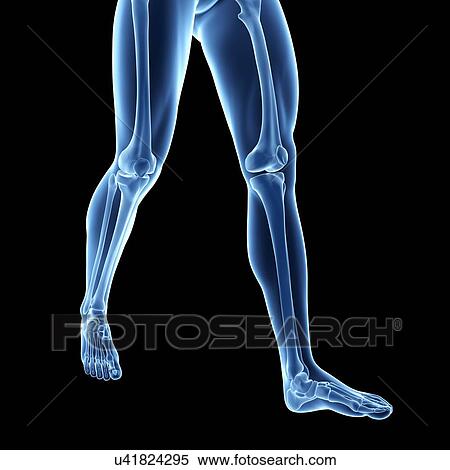 Stock Illustration - Human leg bones, illustration. Fotosearch