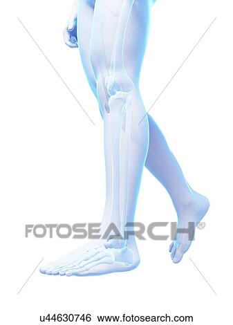 Human leg bones, illustration View Large Illustration Stock Illustration - Human leg bones, illustration. Fotosearch