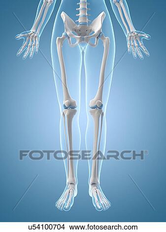 Human leg bones, illustration View Large Illustration Stock Illustration - Human leg bones, illustration. Fotosearch